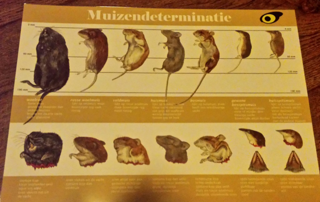 determinatiekaart muizen